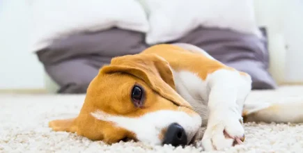 Dog relaxing on the carpet