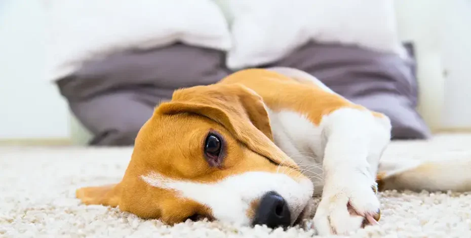 Dog relaxing on the carpet